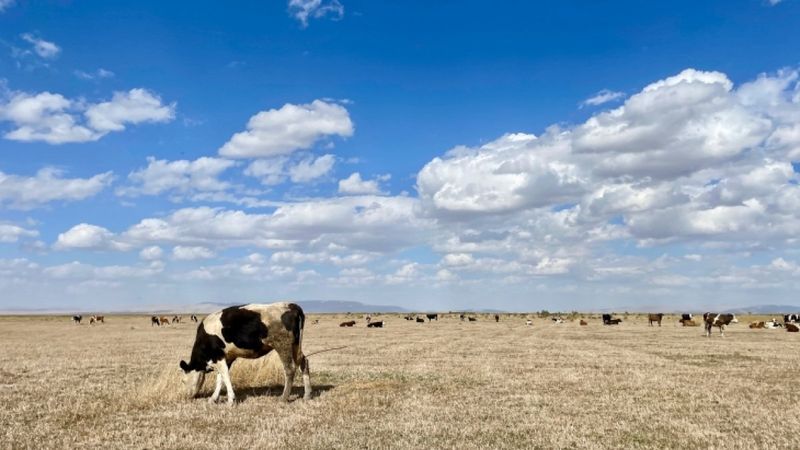 Kuruyan Akşehir Gölü'nde artık hayvanlar otluyor