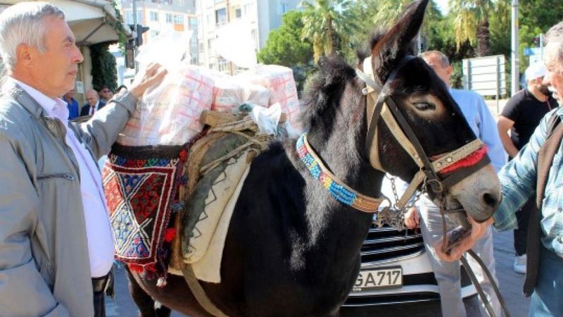 Çanakkale'de güreş ağası, 1 milyon 17 bin TL ağalık parasını katırla taşıdı