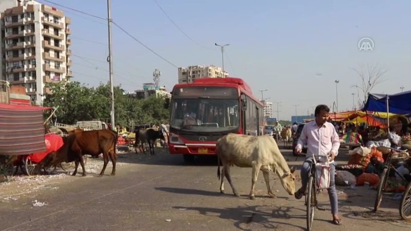 Hindistan'da başıboş inekler trafikte kazalara neden oluyor