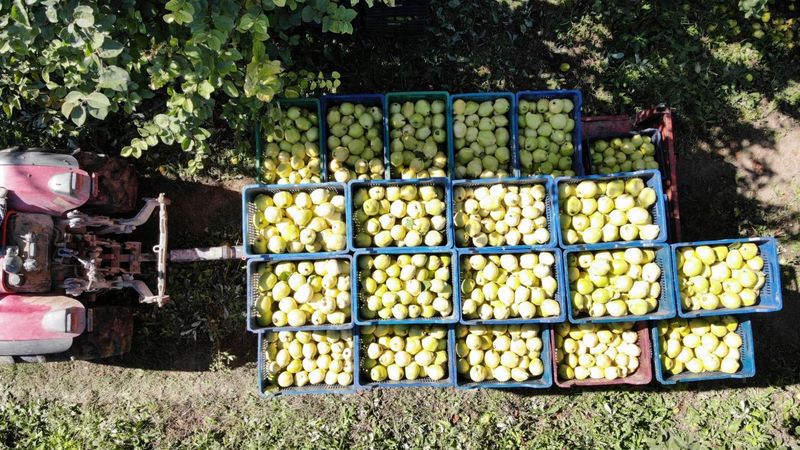 Sakarya’da yetişen ayvanın dünyada rakibi yok