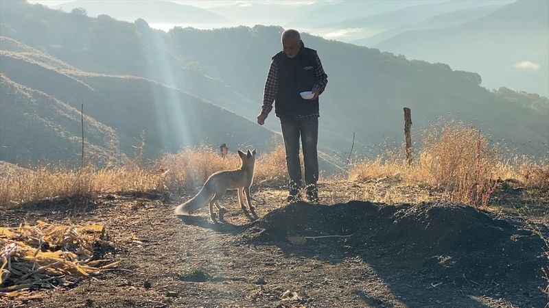 Bingöl'de eliyle beslediği tilki 'Maykıl', can dostu oldu
