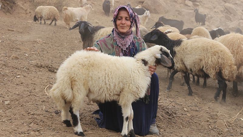 Hakkarili kadın, izlediği haber sayesinde sürü sahibi oldu