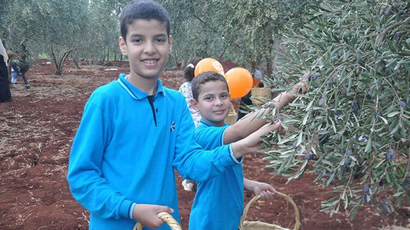 Hatay'da 25 ülkeden 800 öğrenci, Zeytin Toplama Şenliği'nde buluştu