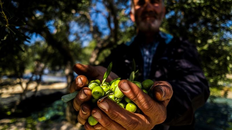 Zeytin hasadı başladı, üretici ihracatta gelir artışı bekliyor