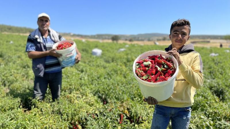 Gaziantep ve Kahramanmaraş arasında tescilli acı biber rekabeti