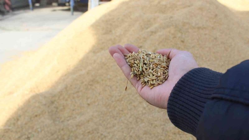 Sinop’ta çeltik kurutma işlemleri devam ediyor