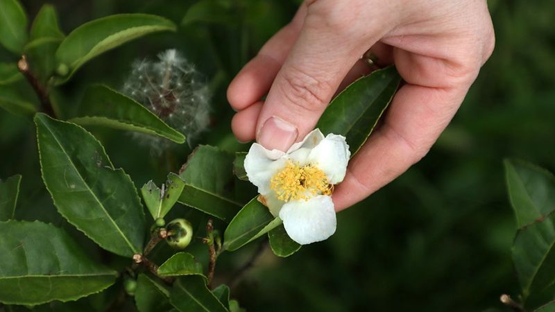 Türk çayının yeni tadı 'çiçek çayı'
