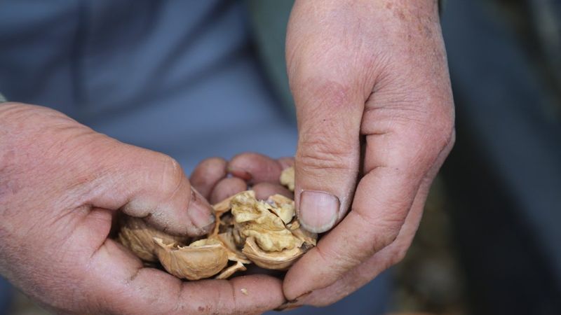 Denizli'de kabuğuna sığmayan lezzet 'ceviz' revaçta