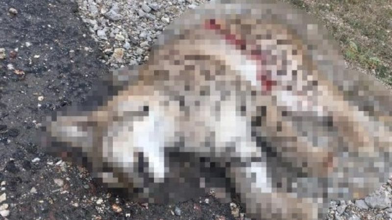 Kastamonu Daday'da 1 haftada 2 vaşak ölü bulundu