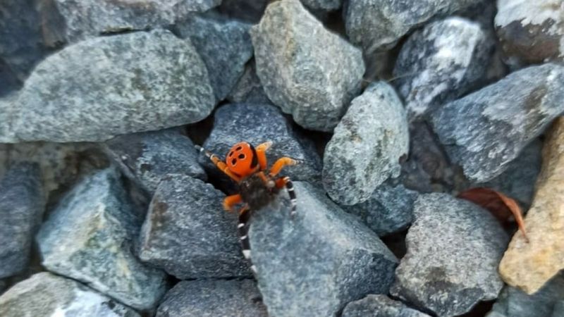 Elazığ'da zehirli uğur böceği görüldü