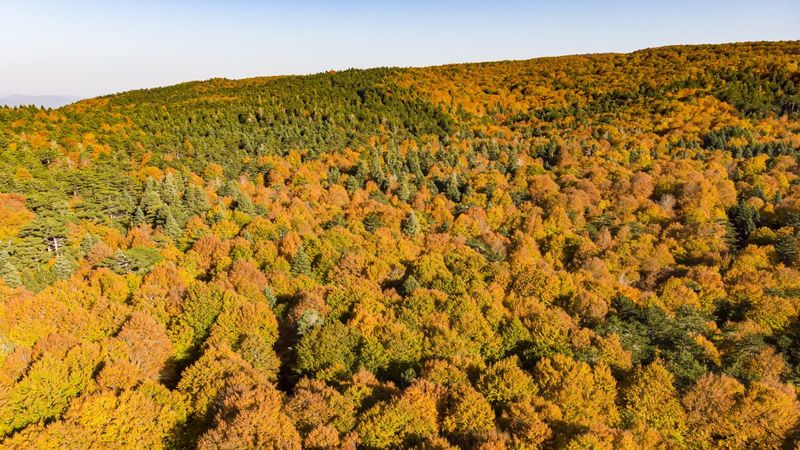 Kaz Dağları'nda sonbahar