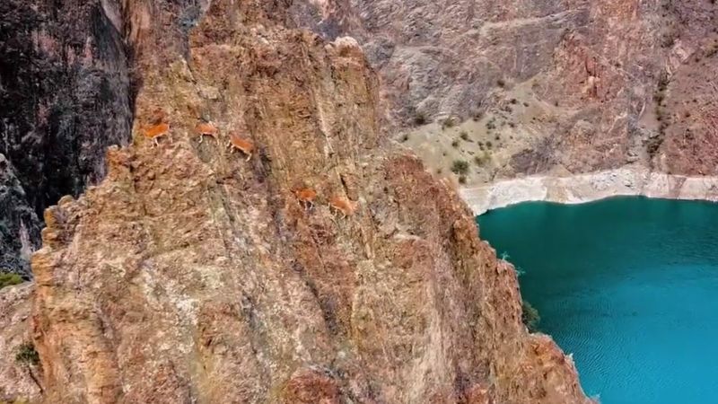 Yaban keçilerinin zorlu tırmanışları dronla ile görüntülendi