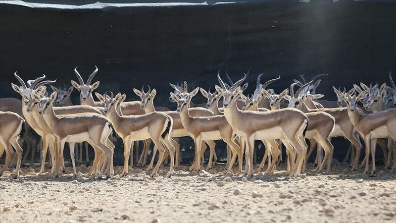 Ceylanpınar ilçesine adını veren ceylanlar Şanlıurfa'da özenle korunuyor