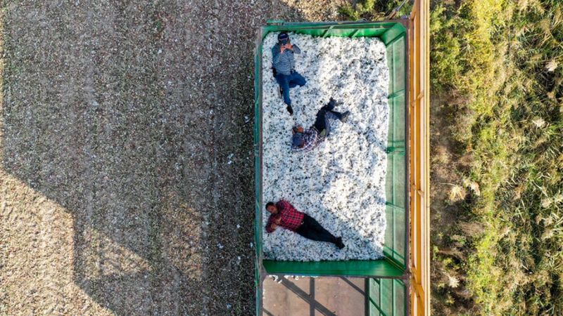 Türkiye genelinde pamuğun hasadında sona gelindi