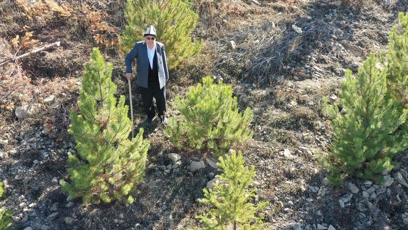 Giresunlu Cemal Emmi, 30 yıldır köyündeki atıl arazileri ağaçlandırıyor