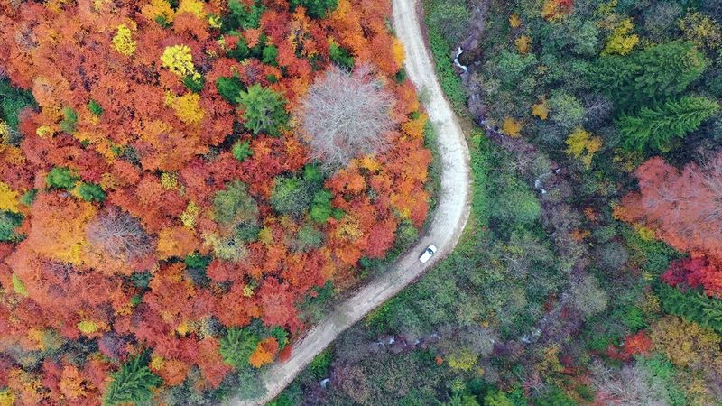 Gümüşhane'deki ‘Örümcek Ormanları’ndan sonbahar manzaraları
