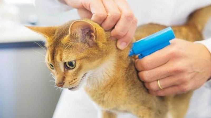 Kedi ve köpek sahipleri dikkat! O tarihe kadar evcil hayvanına çip taktırmayan ceza yiyecek!