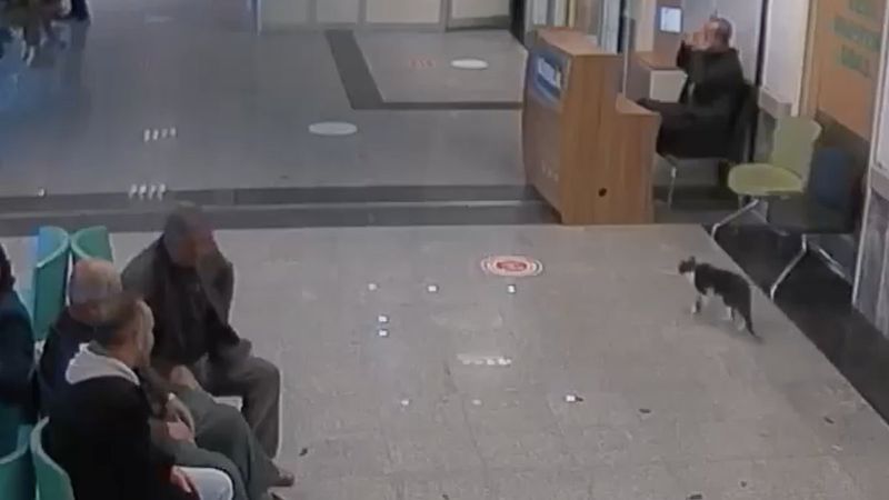 Bitlis'te kedi, kırık için devlet hastanesine gitti