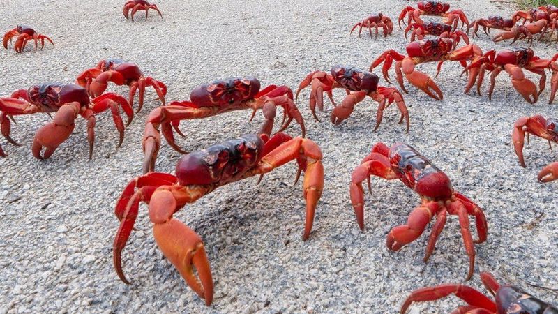 MÜTHİŞ GÖRÜNTÜ! Avustralya'da milyonlarca kırmızı yengeç okyanusa doğru göç etmeye başladı!