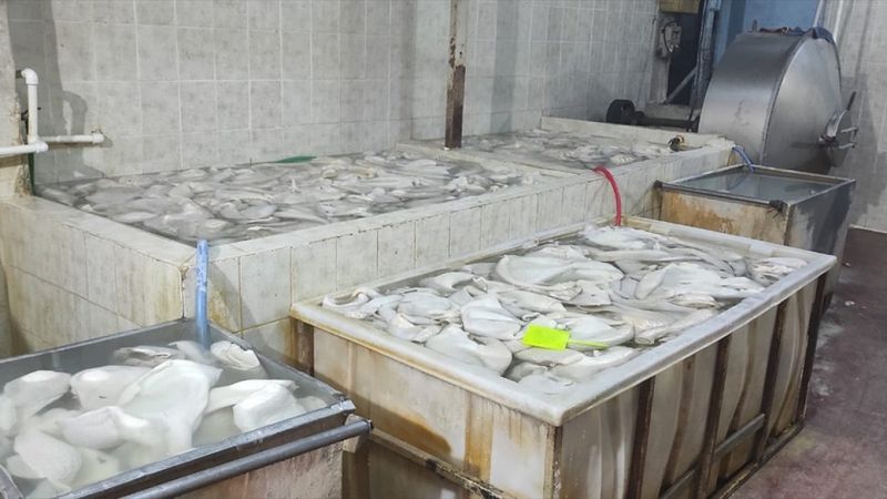 Ankara'da kurtlanan işkembe işlemden geçirilip piyasaya sürülüyor iddiası 