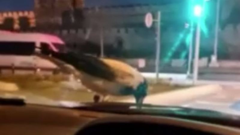 İstanbul'da bir karga, seyir halindeki otomobilin üzerinde ceviz yedi