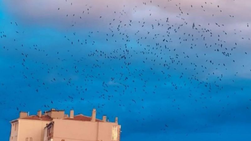 Tekirdağ'da gökyüzündeki karga istilası kameraya yansıdı