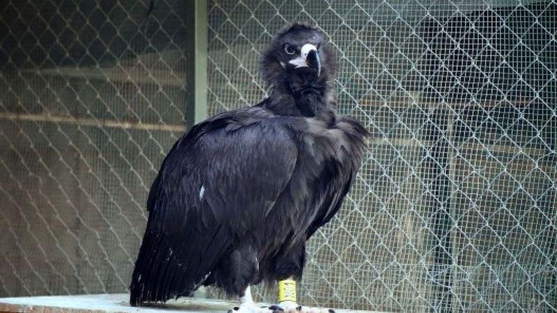 Antalya'da bitkin bulunan kara akbaba doğaya salındı