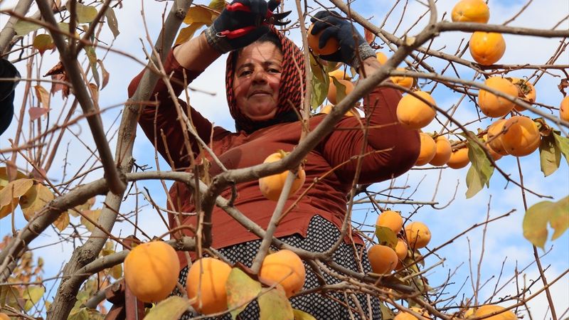 Adıyaman'da cennet hurmasından 7-8 bin ton rekolte bekleniyor 