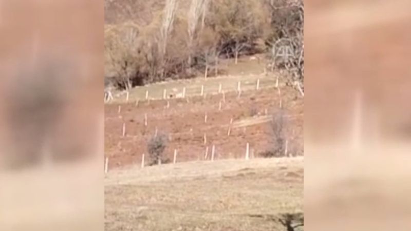 Çorum'da köpekler yaşlı kadına saldırdı