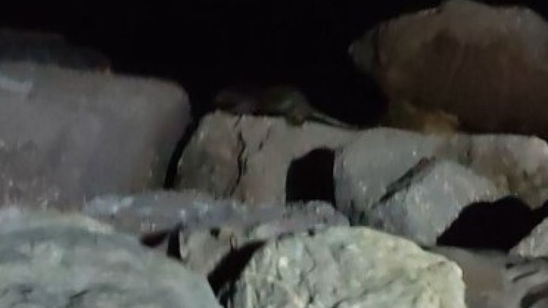 İstanbul'da sahildeki kayalıkların arasında su samuru görüldü