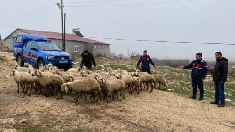 Malatya'da kayıp hayvanlar dron ile bulundu