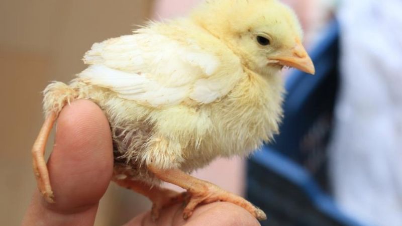 Mersin'de 3 ayaklı civciv dünyaya geldi