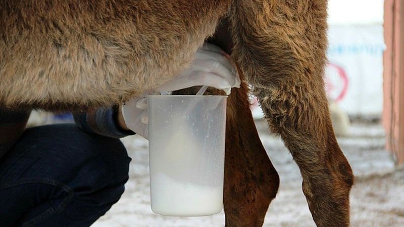 Eşek sütünün tedavi maksatlı içilmesi caiz midir?