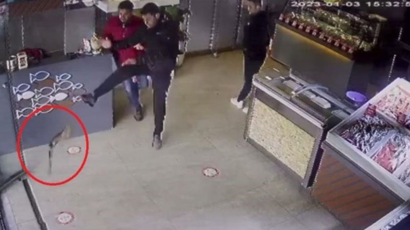 Tekirdağ'da balıkçıya giren atmaca işletmeyi birbirine kattı