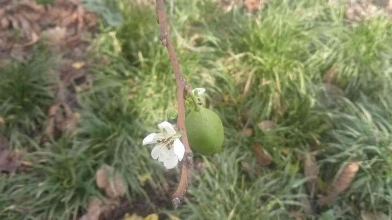 Kastamonu'da erik ağaçları çiçek açtı