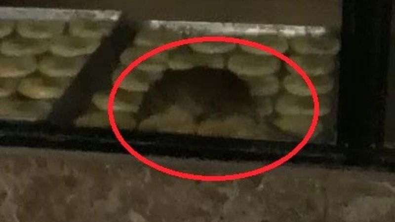 Tekirdağ'da fare ile gündem olan fırın yeniden faaliyette