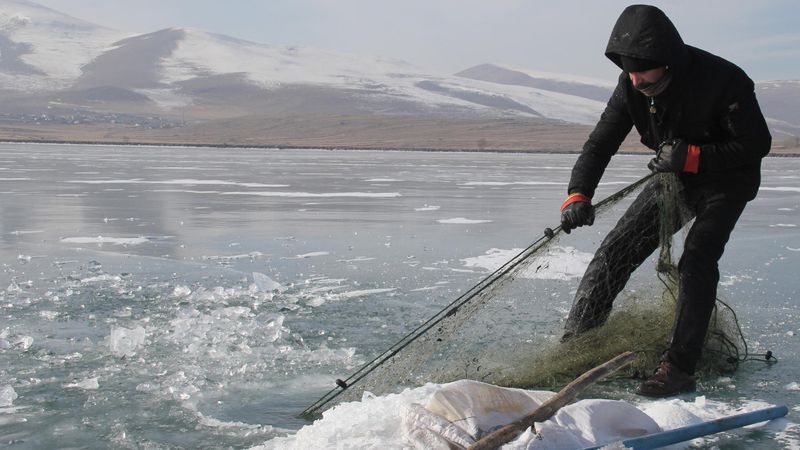 Çıldır Gölü'nde Eskimo usulü balık avı: Bırakılan ağlar toplanıyor