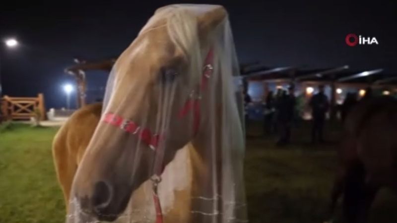 Kocaeli’de atlar dünyaevine girdi