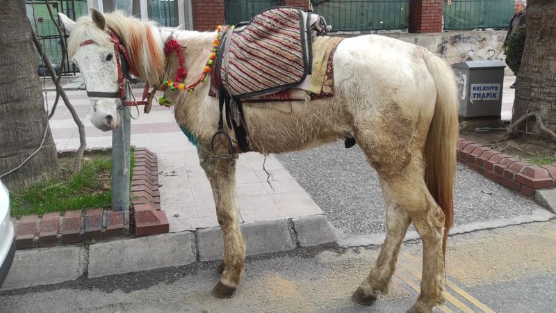 Aydın'da ekipler trafikte ata geçit vermedi