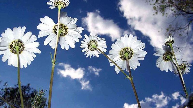 İlk cemre ne zaman düşecek? 2023 cemre düşme tarihleri..