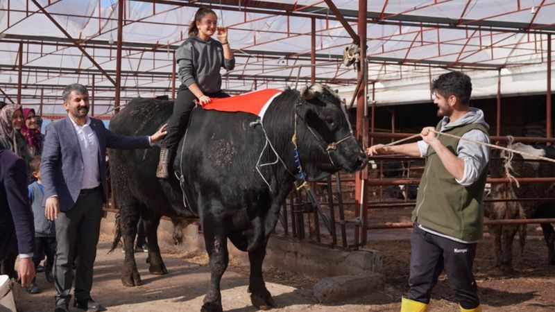 Muğla'da 1,5 tonluk dana 200 bin liraya satıldı