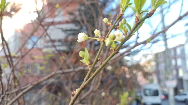 Ankara'da sıcak havaların devam etmesiyle erik ağacı çicek açtı