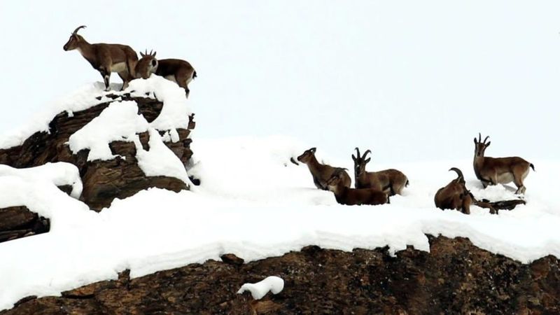 Erzincan'ın zirvesinde dağ keçileri görüntülendi