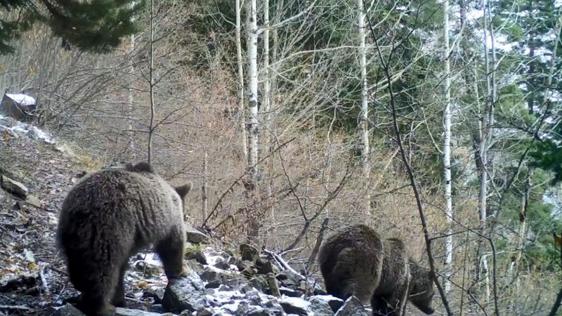 Hava sıcaklıkları bazı hayvan ırklarını yok edebilir