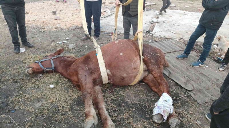 Bursa'da araç çarpan atı yaşatmak için zamanla yarıştılar