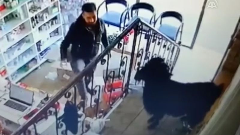 Adana'da inatçı keçi eczaneye girdi