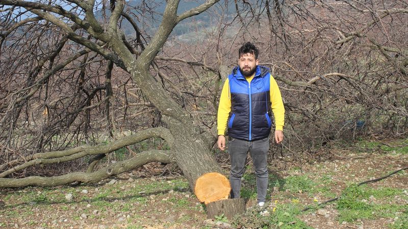 Hatay’da 125 kayısı ağacının kesildiğini iddiası