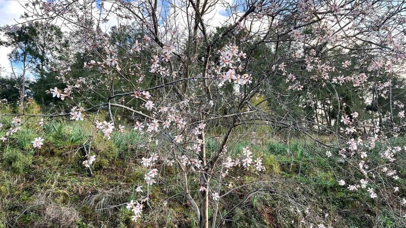 Muğla'da badem ağaçları çicek açtı