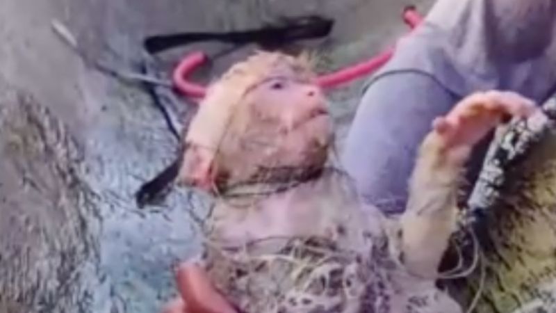Ağlara dolanan küçük maymunun kurtarılma anı
