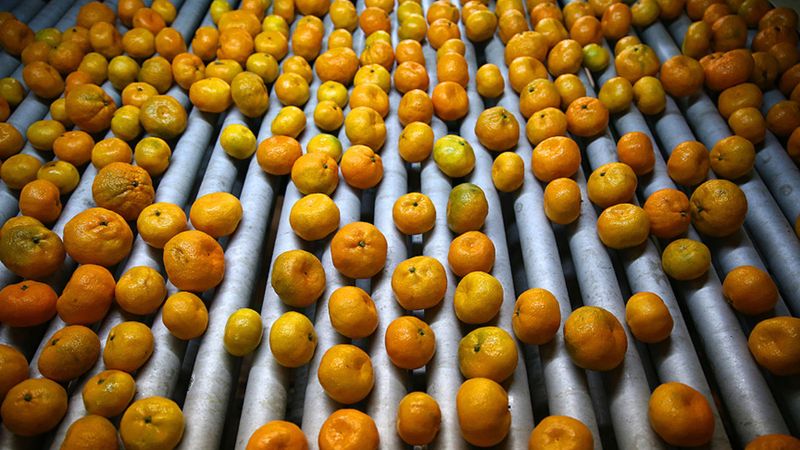 Rusya'ya narenciye ihracatı 5 yıldır artıyor